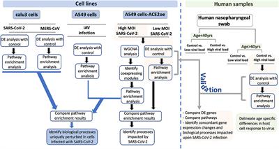 Network Analysis and Transcriptome Profiling Identify Autophagic and Mitochondrial Dysfunctions in SARS-CoV-2 Infection